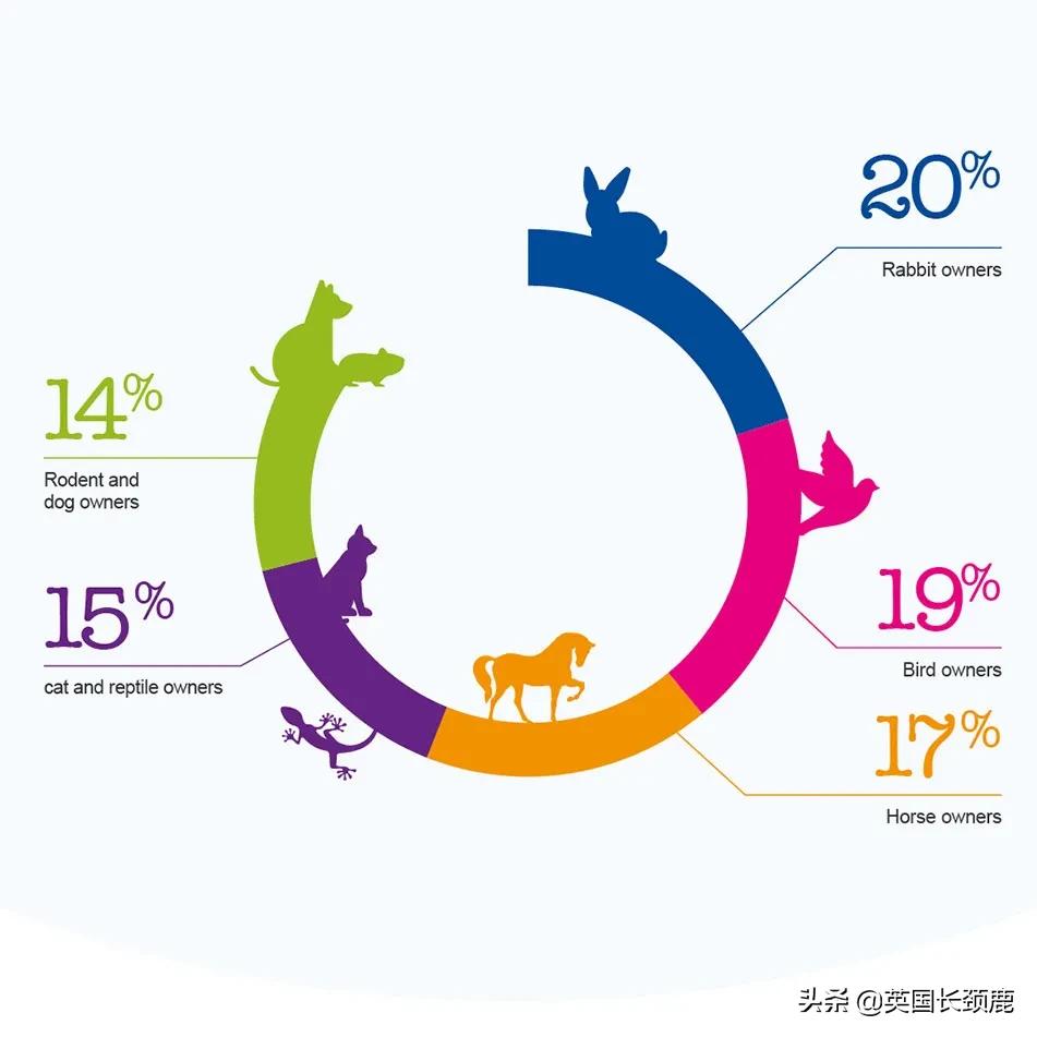 如何在英国拥有自己的宠物？英国宠物购买/领养最全指南