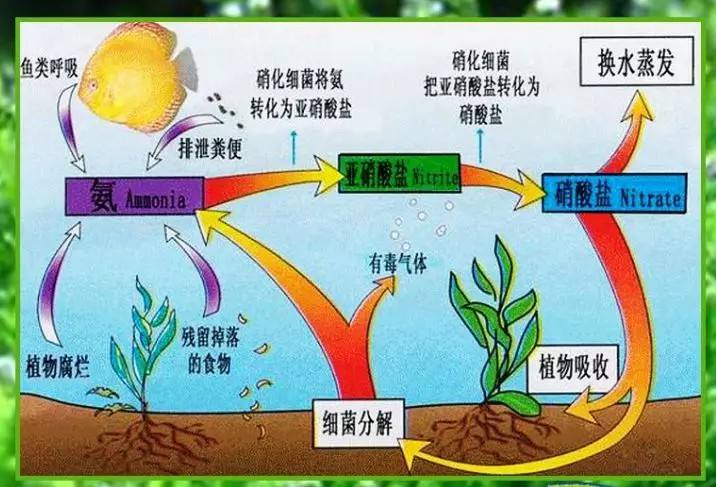 养小金鱼几天换一次水（每次换水量及换水要点）