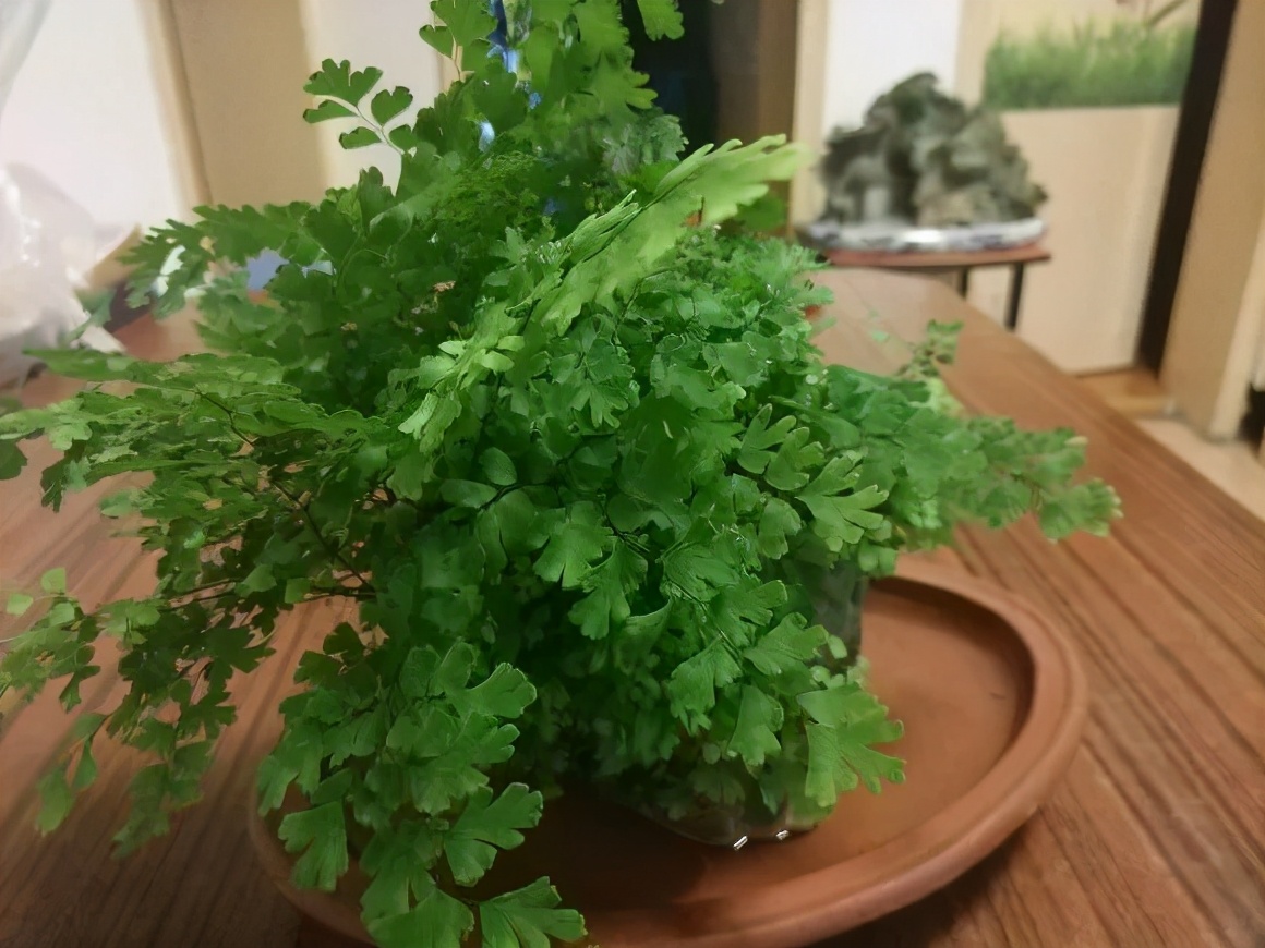 天生“体阴”的6种花,晒太阳易黄叶,阴一点反而长得绿油油