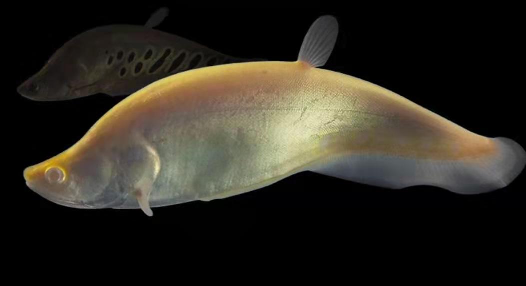 三,白化七星刀,这个不贵