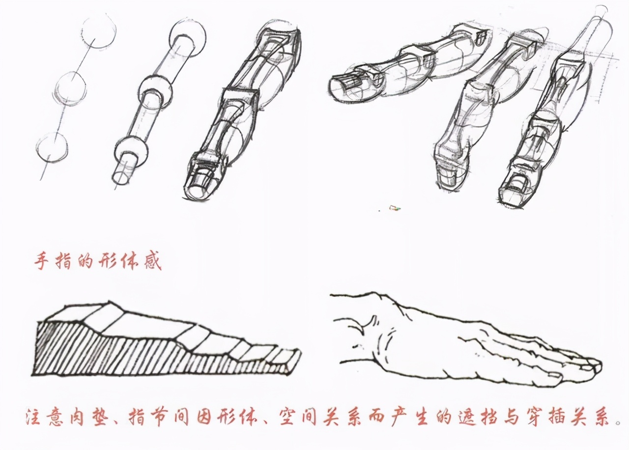 手部如何画？新手入门画手部的技巧