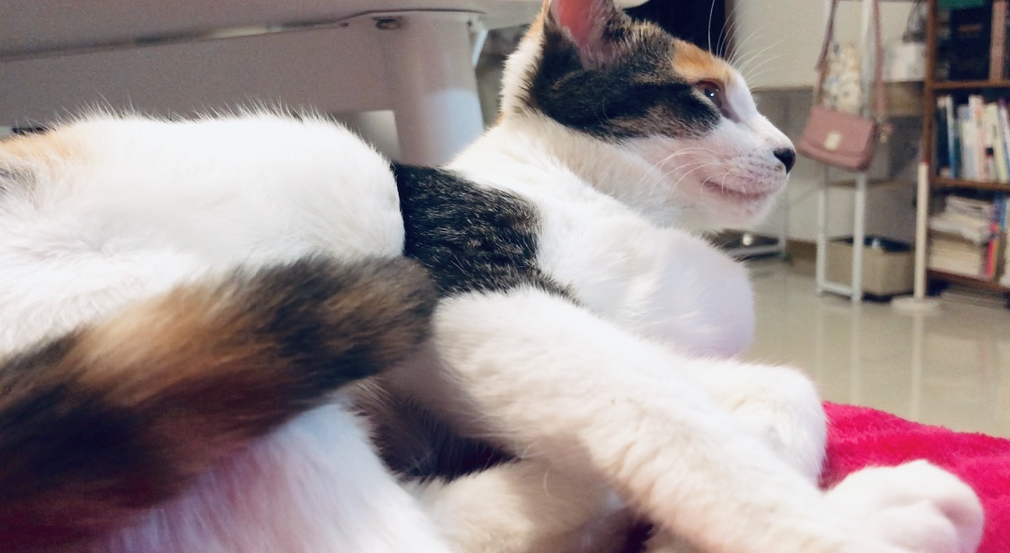猫咪得了猫癣到底该怎么治？认清猫癣才能更好地治疗！