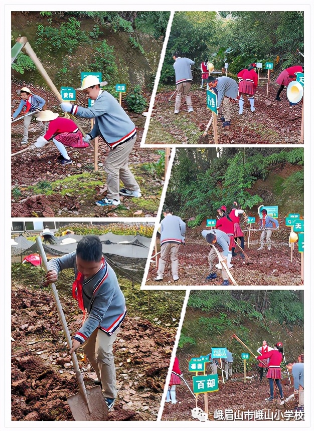 体验种植乐趣 探究中药奥秘