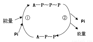 腺苷三磷酸（ATP）分子