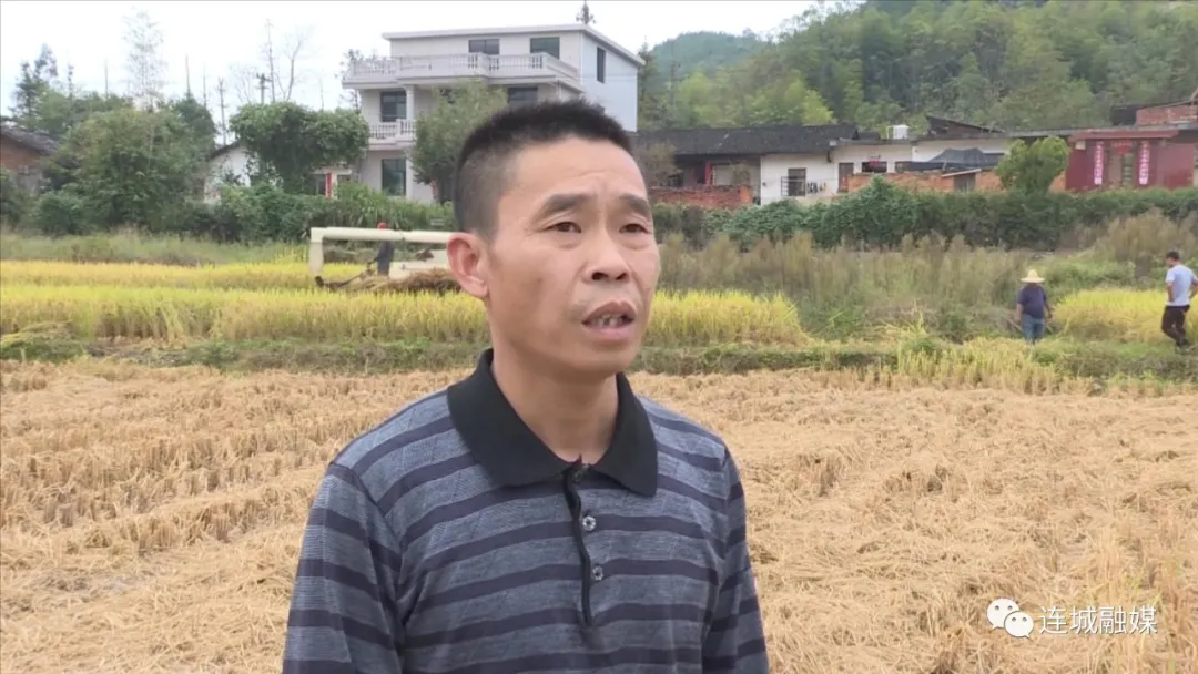 「全面推進鄉(xiāng)村振興」連城：9.3萬畝晚稻開鐮 機械化助力顆粒歸倉