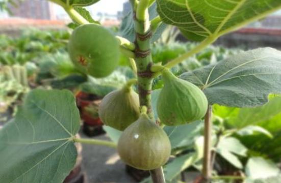 無花果根,無花果根的功效與作用及食用方法