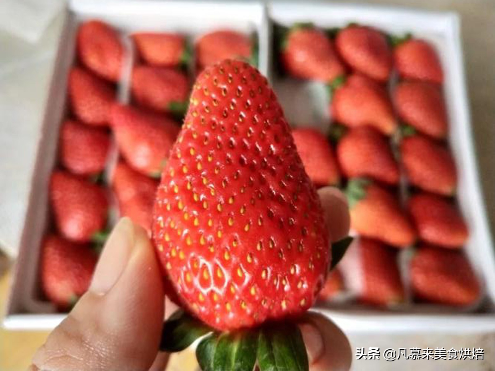 24种常见草莓品种，中国20大草莓产地？哪里的草莓最好吃？