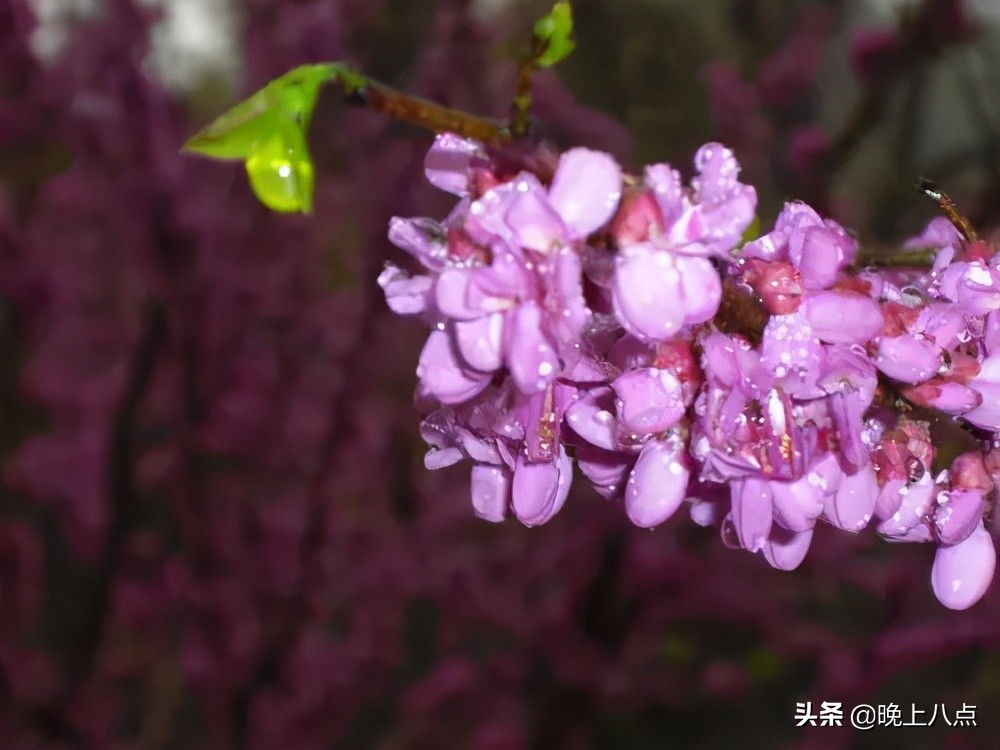 「浮世绘」春季的雨