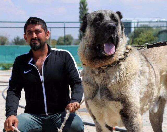 最凶猛的狗，世界十大恶犬排行榜！世界第一猛犬有多厉害？
