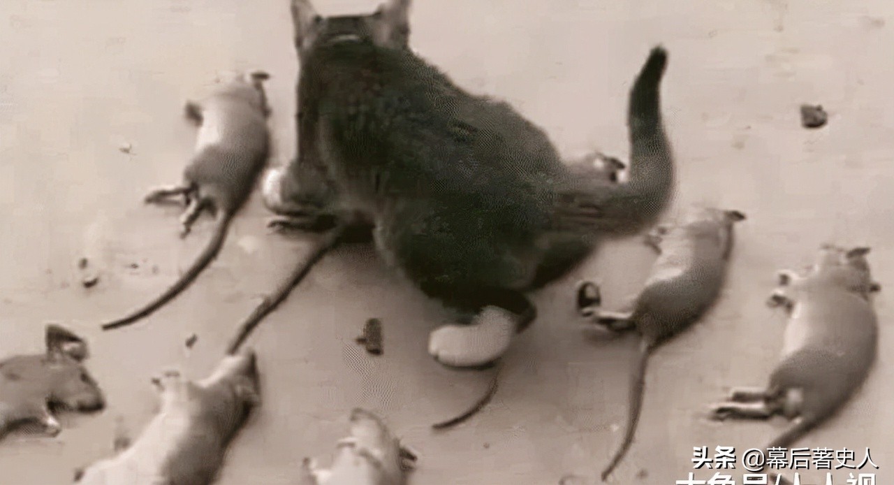 努力十多年都没有获得CFA的认证，中国狸花猫差在哪里？