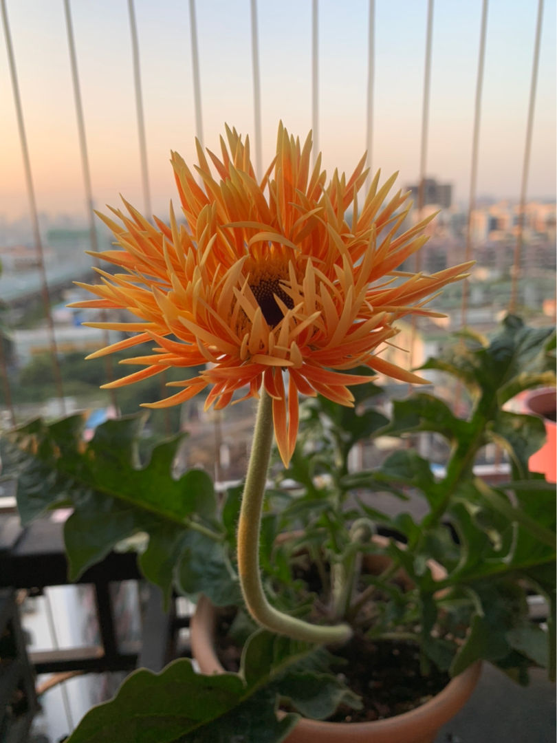 结婚证上是什么花,结婚证上是什么花卉图案
