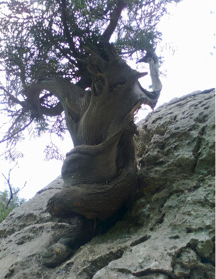 的柏树有所不同,因为它生长的环境非常的恶劣——常生长在悬崖峭壁上