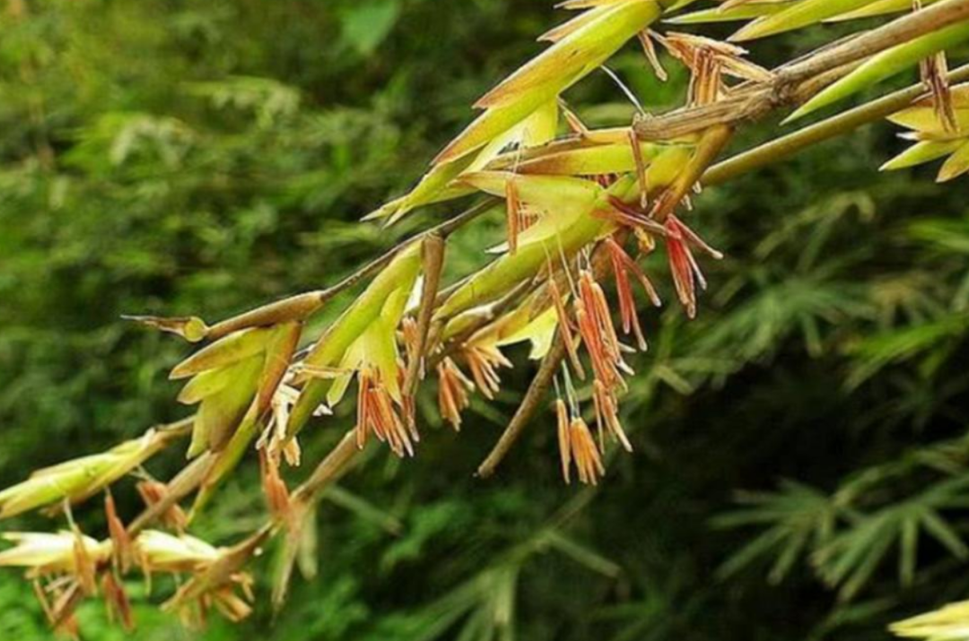 为何有"竹子开花,马上搬家"的说法?