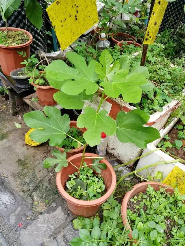 看完68道园艺专业术语，方可知园艺的秘密