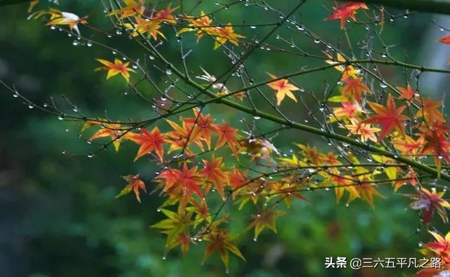 一场秋雨一场寒什么意思一阵秋雨一阵寒的诗句