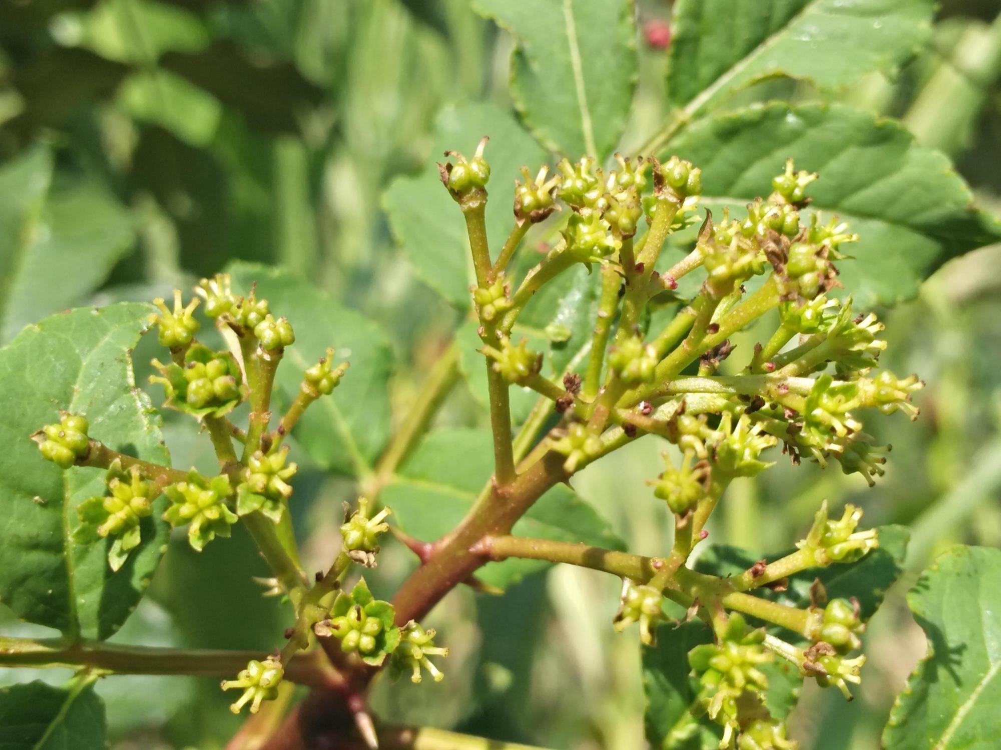 花椒樹的養殖方法和注意事項