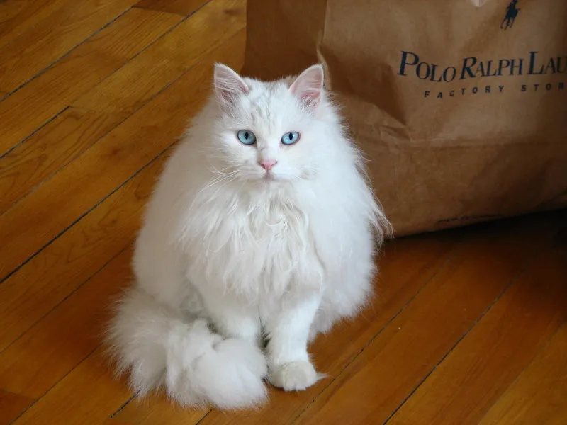 想养颜值高的长毛猫，可是布偶猫太贵？其实中国大白猫一点也不差