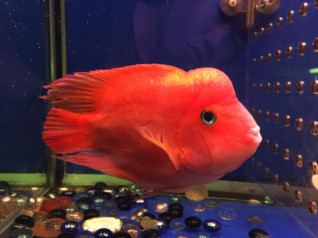 13,财神鱼神仙鱼,因为神仙鱼游动的时候仿佛燕子飞翔一样,它又被叫做