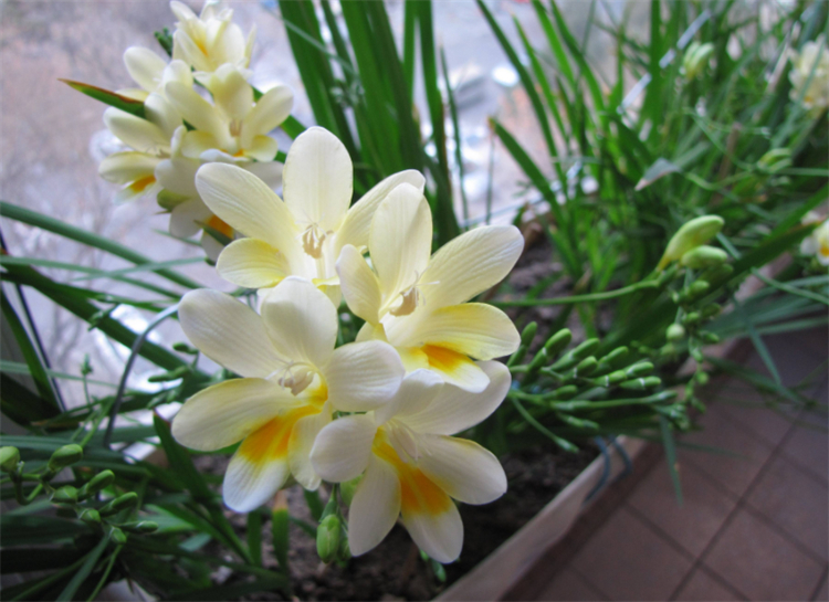 小苍兰的花语和寓意（小苍兰的象征意义及养护要点）