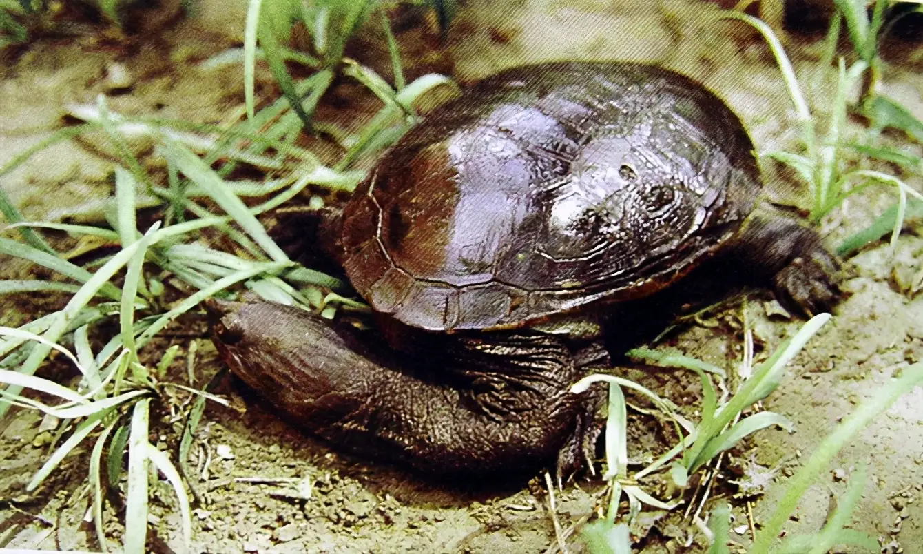 乌龟的种类图片及名称（乌龟的品种图片）
