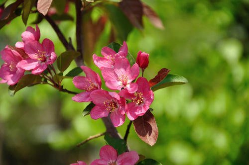 花语是希望的花有（盘点4种代表希望的花）