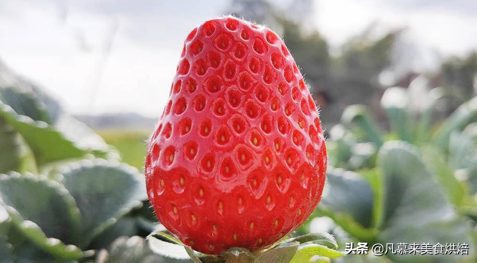 24种常见草莓品种，中国20大草莓产地？哪里的草莓最好吃？