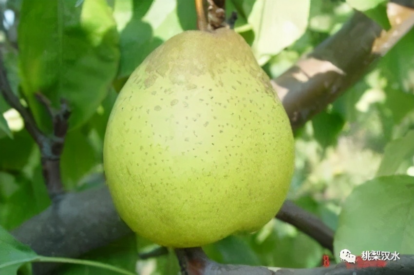 不同品种梨的缺点