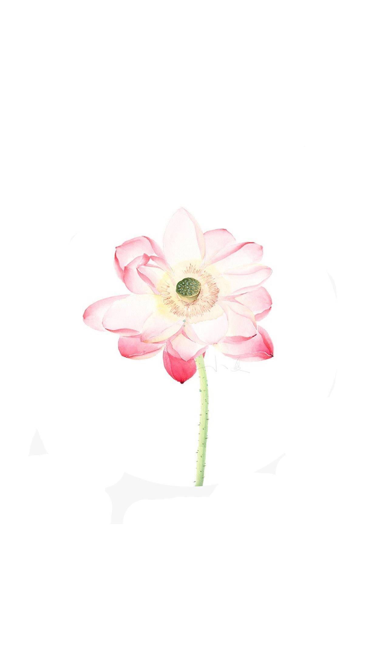 清新简约莲花系列壁纸