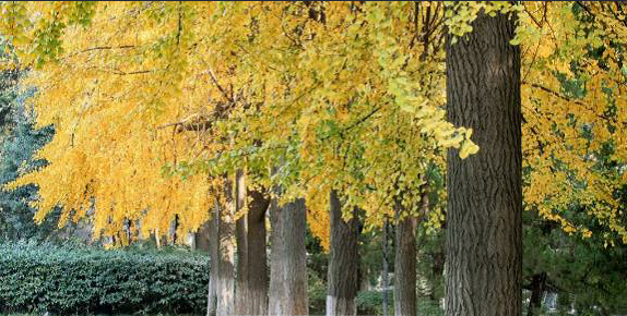 南京大学近三年各省录取分数线