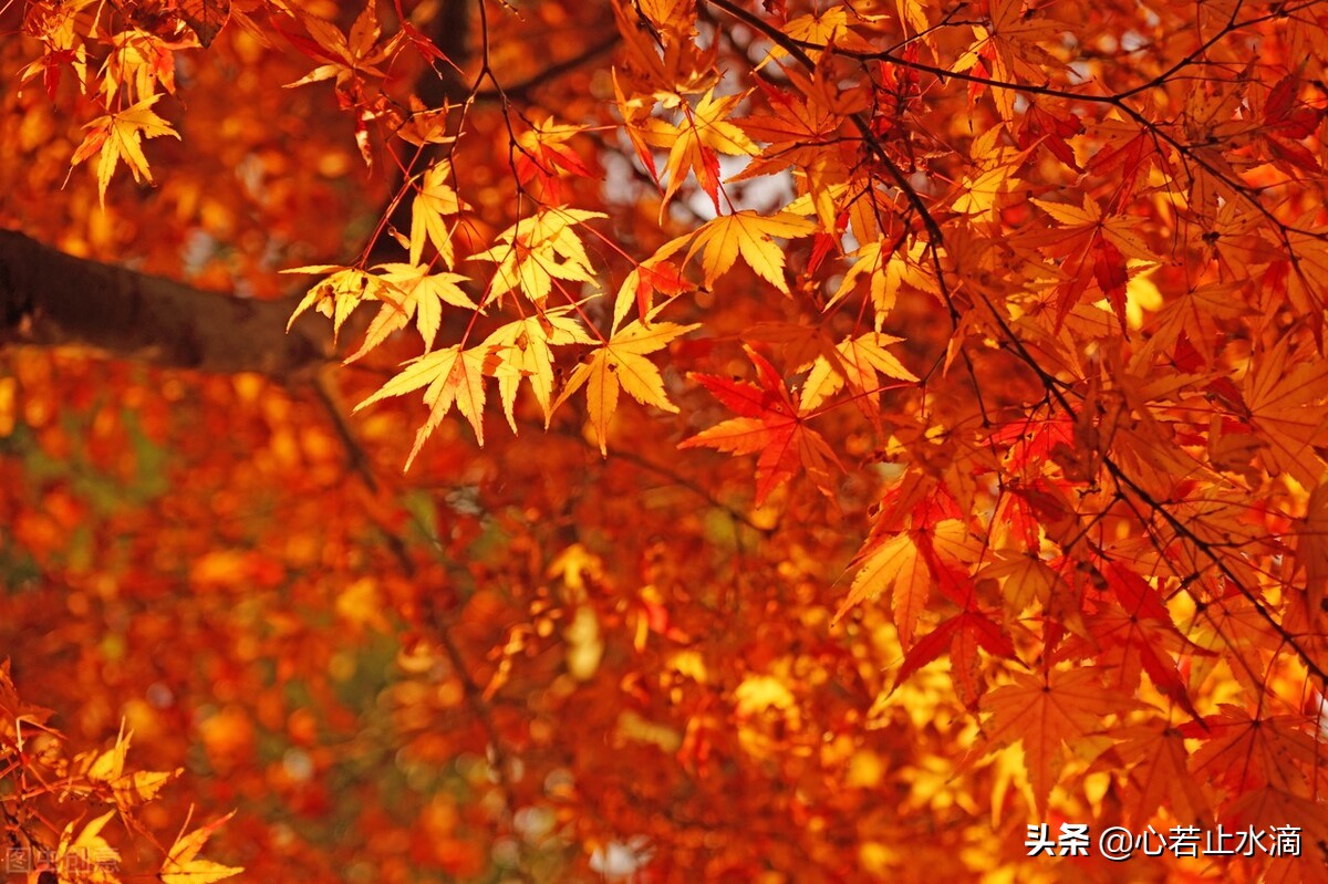 一年四季怎么分（一年四季怎么划分月份：春夏秋冬如何形成？）