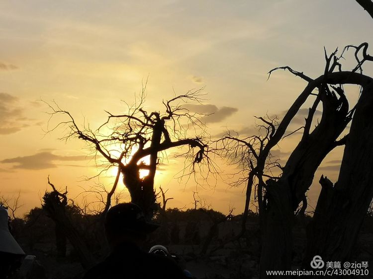 2019西北行｜胡杨：生而千年不死，死而千年不倒，倒而千年不朽