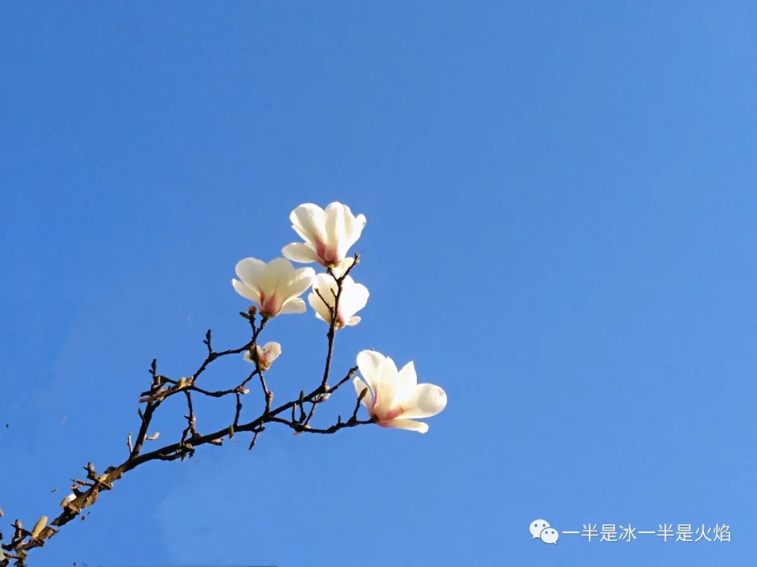 玉兰花记：谁寄芳心枝头上，一倾相思说与春