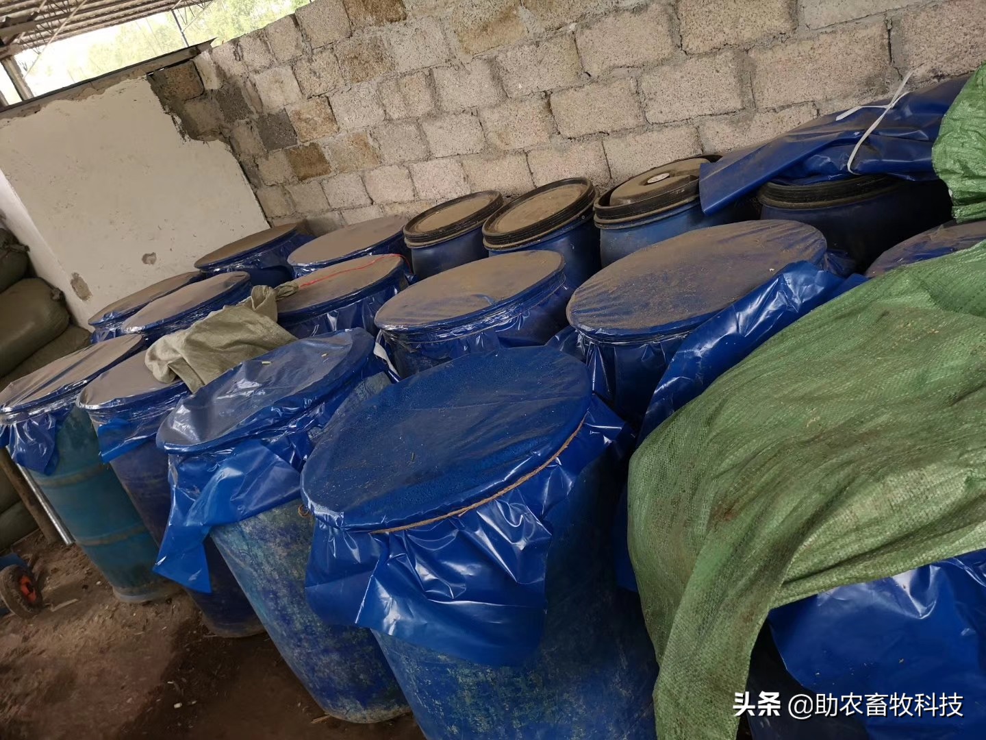 养殖中运用部分牧草好处多！消纳养殖场粪污降低饲料成本提高品质