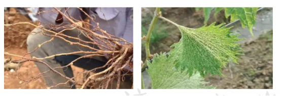 植物生理简介（植物生理的特性及土壤改良）