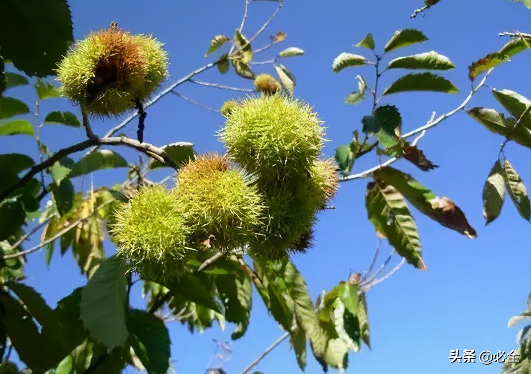 扁桃树种植要求（农民最适合种的7种坚果树推荐）