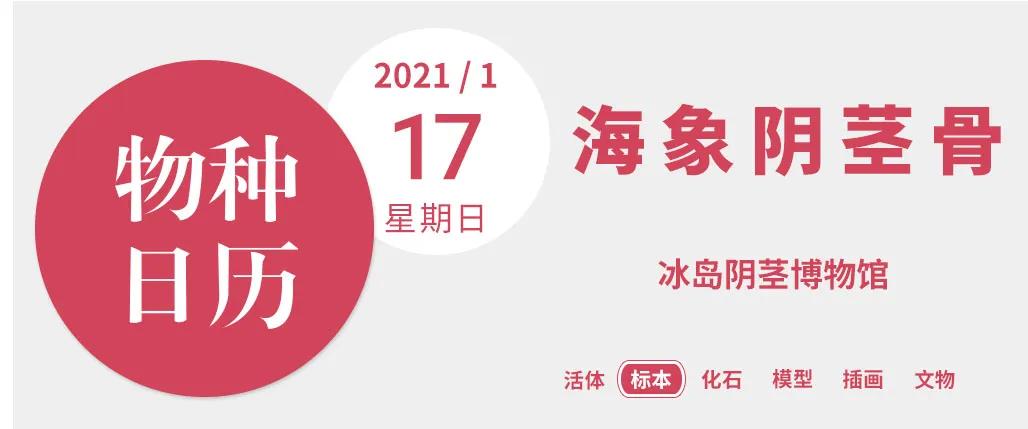 兽中之王的威武，告诉你什么才是真正的硬核。