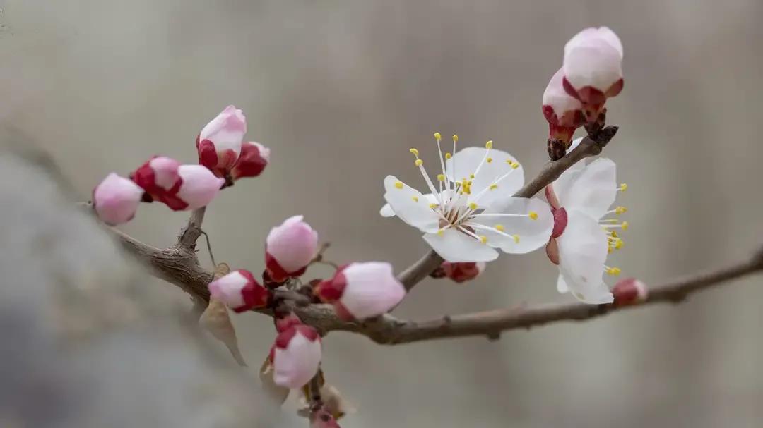 四首唯美宋词赏析合集