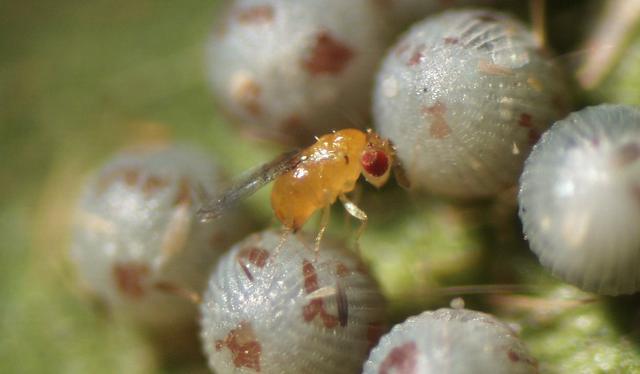 益虫有哪些昆虫，益虫图片介绍