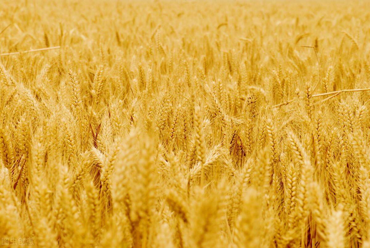 玉米接连走低，小麦一蹶不振，大豆拍卖增多，粮价低迷发生了啥？