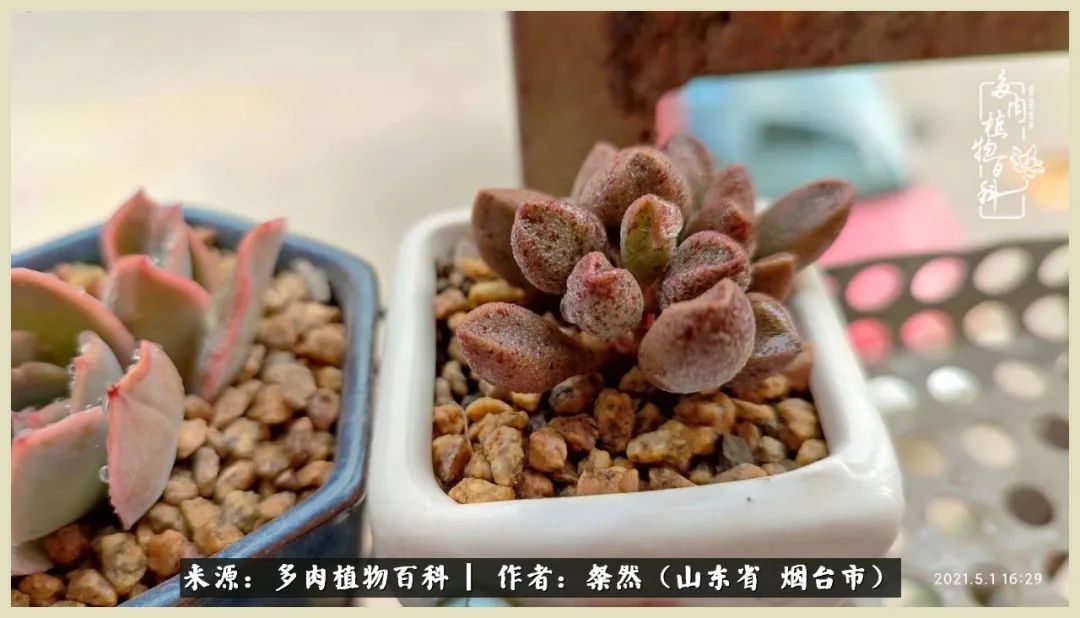 说说我的入坑肉“白牡丹”——让我欢喜让我忧