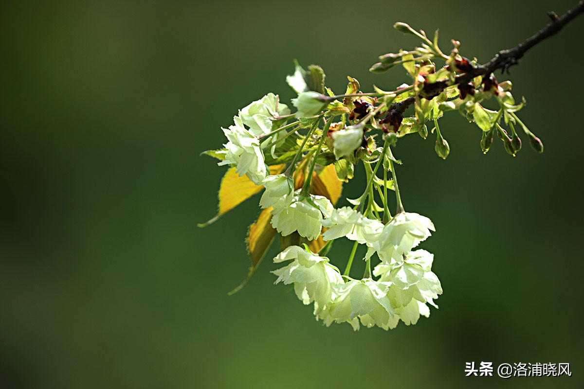 日本樱花文化（内涵揭秘日本樱花文化背后的冷知识）