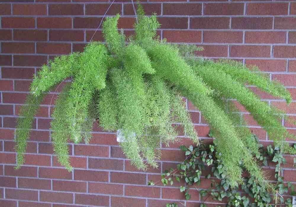 天门冬图片及类型(非常小众的狐尾天门冬盆栽介绍)