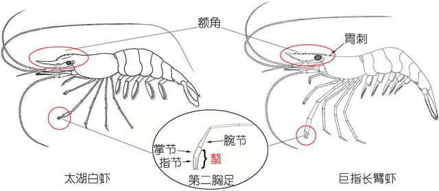 虾的品种有哪几种（如何辨别虾的类别种类）