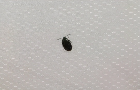 家里总出现这种黑色硬壳小虫子，为什么？