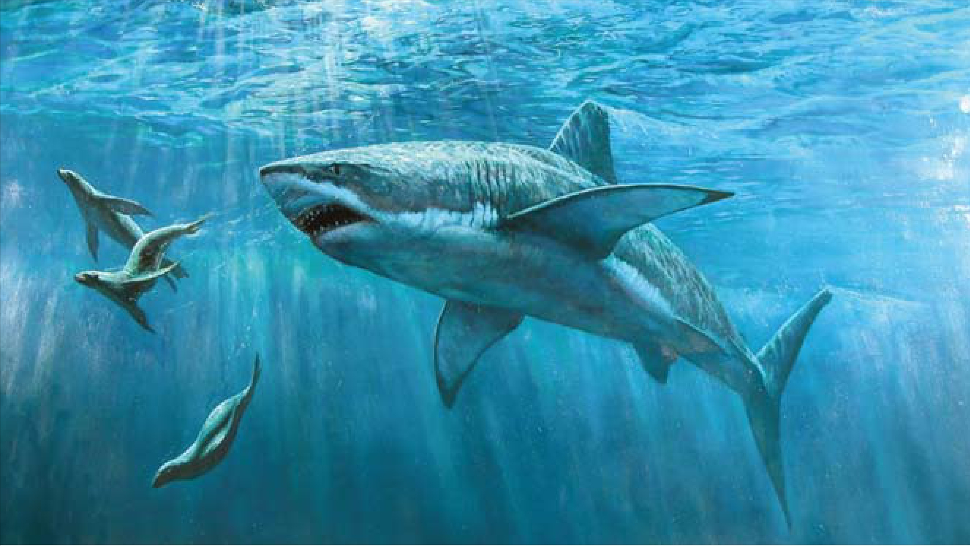 美国发现巨型大白鲨!看似凶残却异常温柔,为何说它并不喜欢吃人