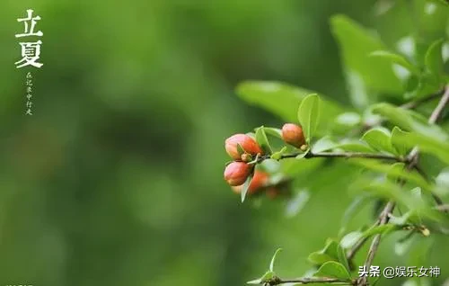 立夏快乐，立夏节气祝福图片带字，立夏图片带问候语精选