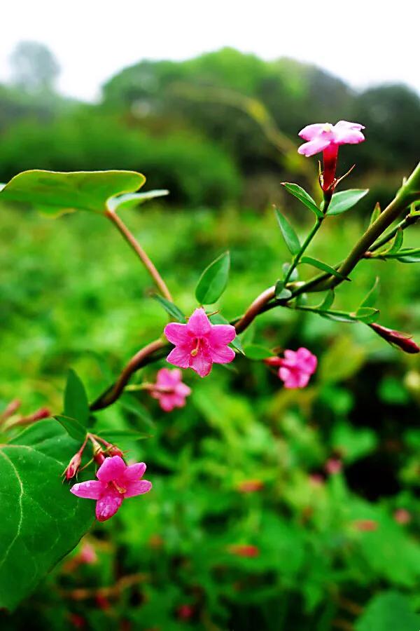 迎春花长什么样子图片（迎春花的品种知识科普）