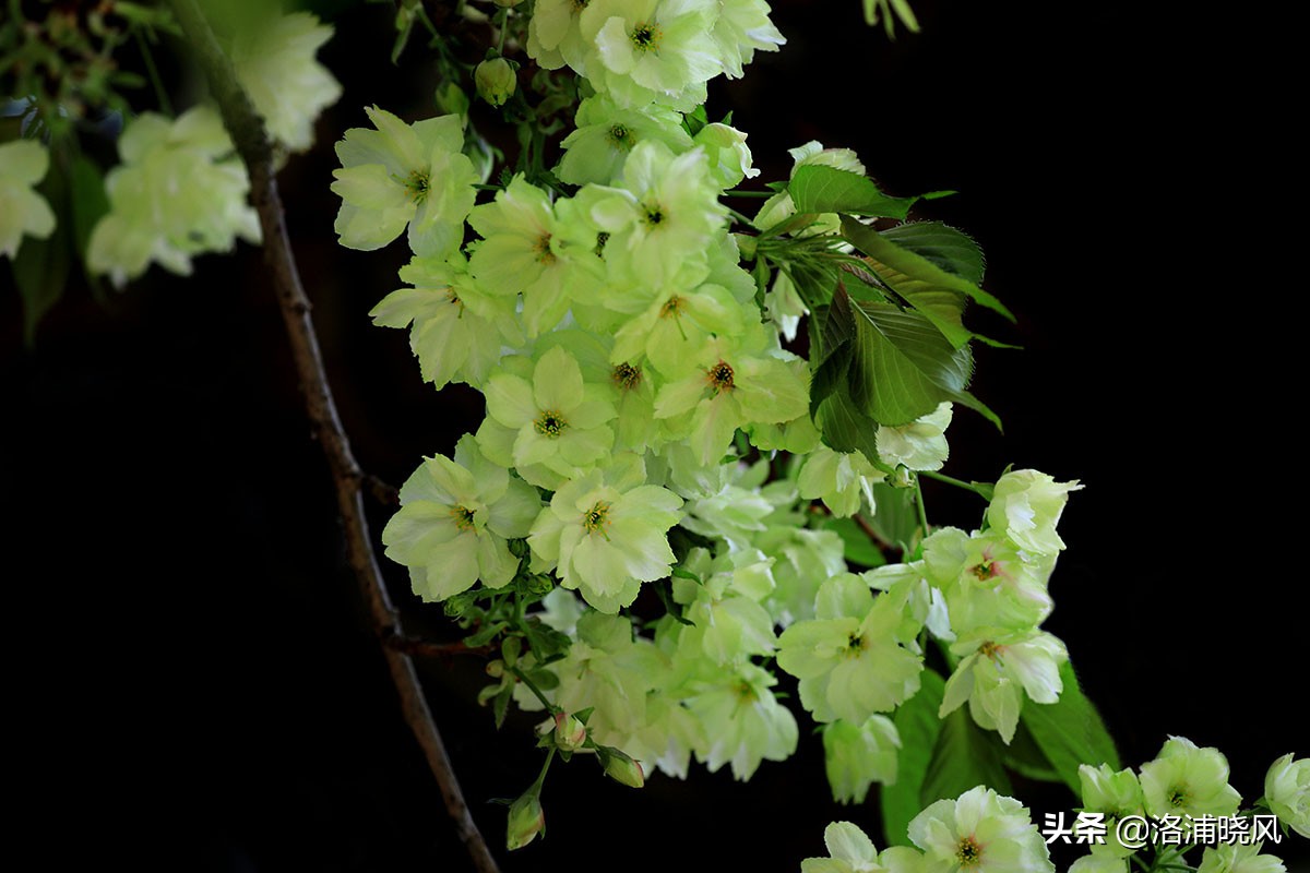 日本樱花文化（内涵揭秘日本樱花文化背后的冷知识）