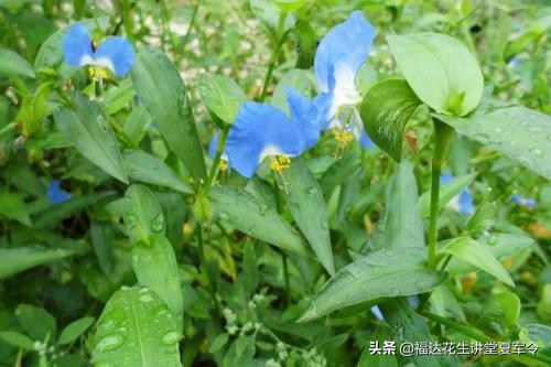 兰花菜图片(东北河北花生地的兰花草) - 赤虎壹号