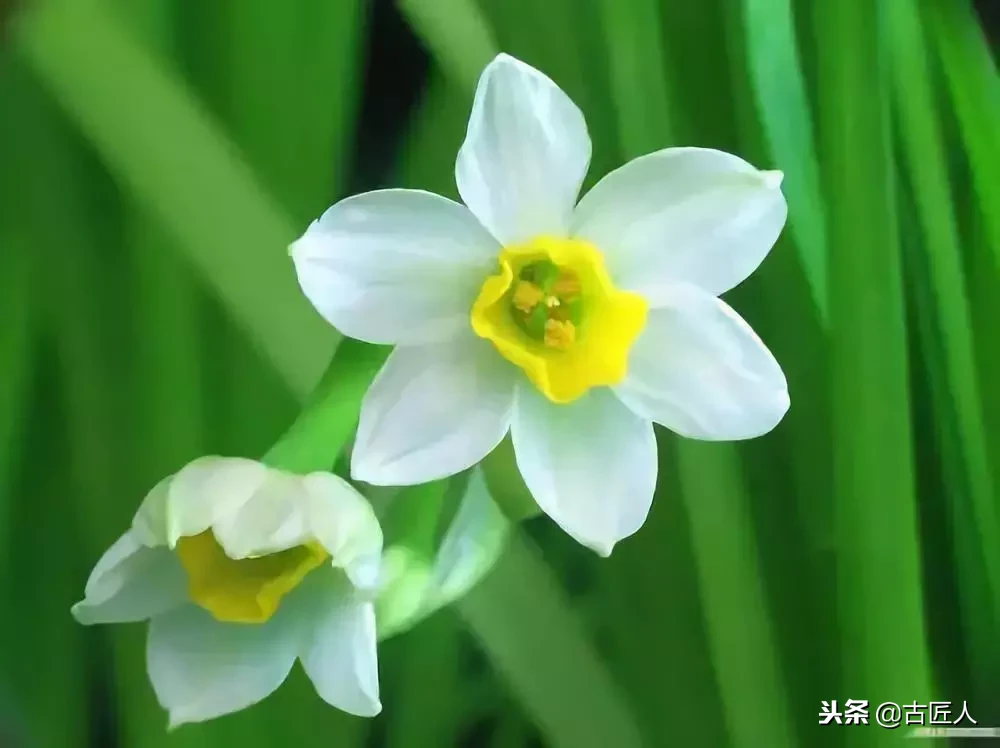 万紫千红的百花汇（百花汇中富含诗意的花）